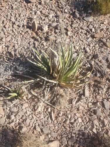 lechuguilla