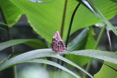 Morpho helenor narcissus