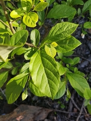 Styrax americanus image