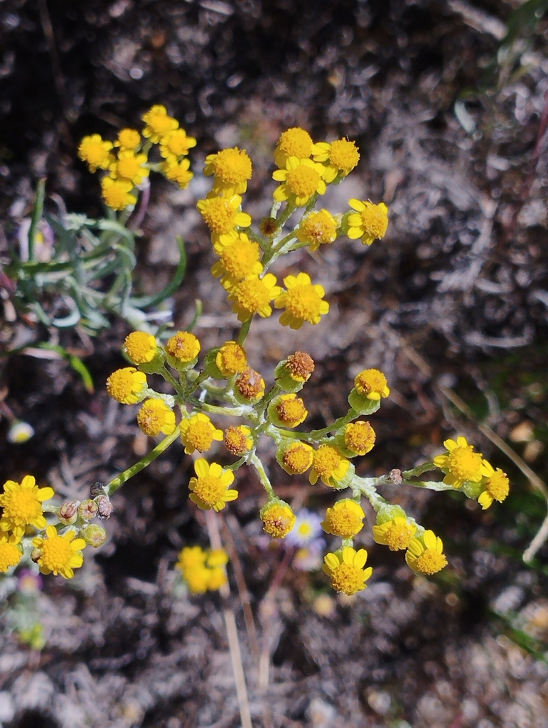 Grey Ragwort from Milnerton Racecourse Nature Reserve, Cape Town, 7435