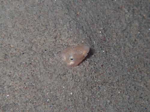 Armless snake eel (Dalophis imberbis) — Ophichthidae — 4