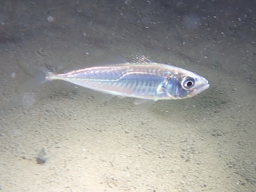 Mediterranean horse mackerel (Trachurus mediterraneus) — Carangidae — 3
