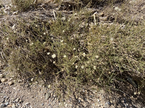 Apache plume