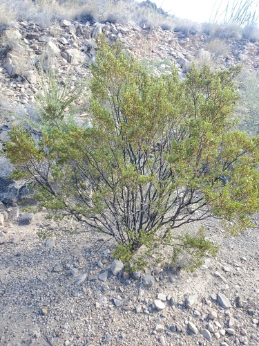 Creosote Bush