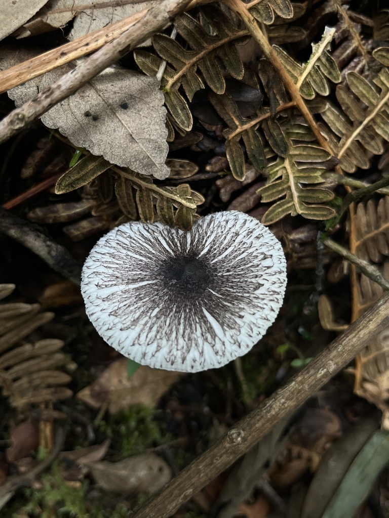 Leucoagaricus bivelatus