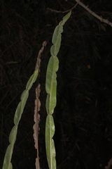 Baccharis genistelloides