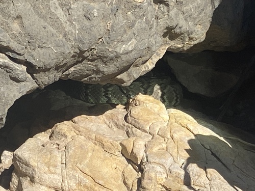 Eastern Black-tailed Rattlesnake