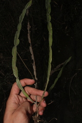 Baccharis genistelloides