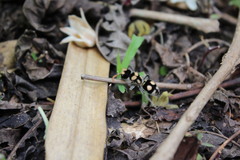 Hoplomutilla insignis