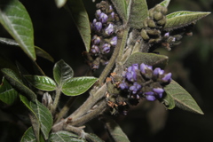 Otholobium mexicanum