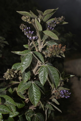 Otholobium mexicanum