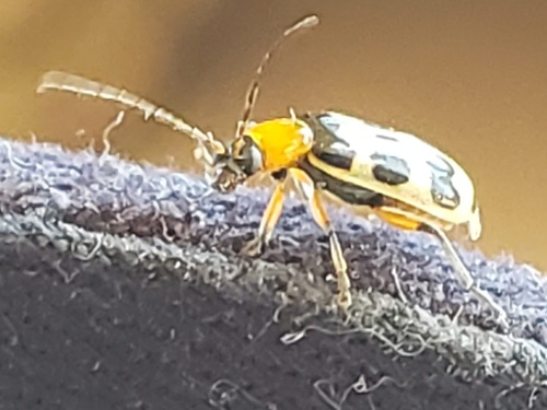 Spotted Cucumber Beetle