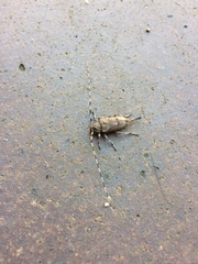 Acanthocinus aedilis