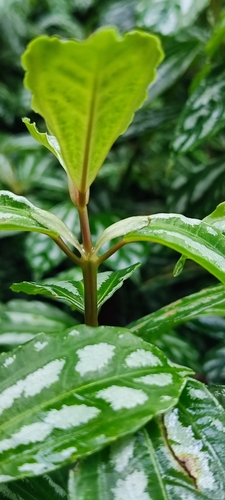 Image of Pilea cadierei by (c) Maike Letícia Link Bianchini, some rights reserved (CC BY)