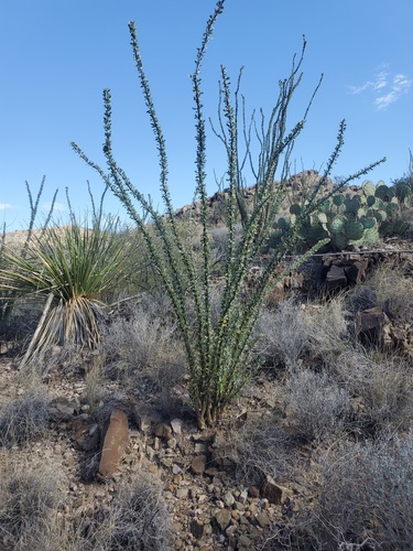 ocotillo