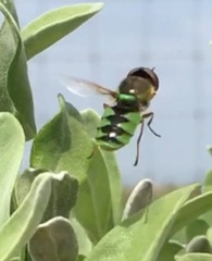 Odontomyia cincta