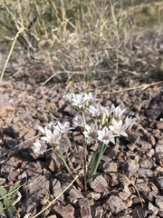 Allium macropetalum