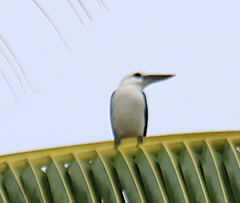 Beach Kingfisher photo 4
