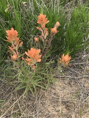 Castilleja lindheimeri