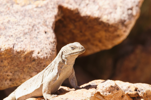 Ovalle Chuckwalla, Phymaturus bibronii