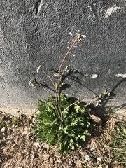 Capsella bursa-pastoris
