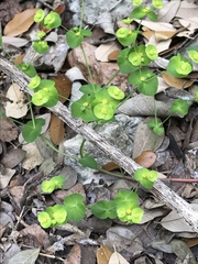 Euphorbia roemeriana