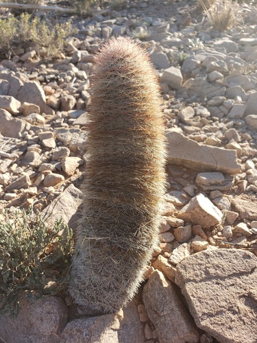 New Mexico Rainbow Cactus