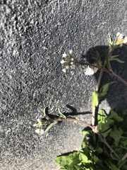 Capsella bursa-pastoris