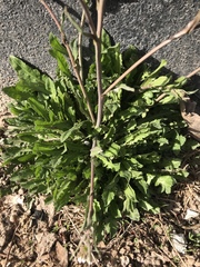 Capsella bursa-pastoris