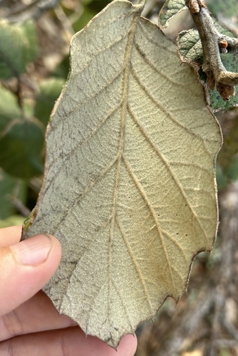 Leather leaf mexican oak