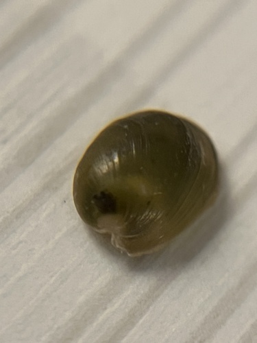 Smaragdinella calyculata observed 2023-11-24