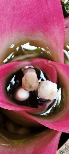 Image of Nidularium innocentii by (c) Maike Letícia Link Bianchini, some rights reserved (CC BY)