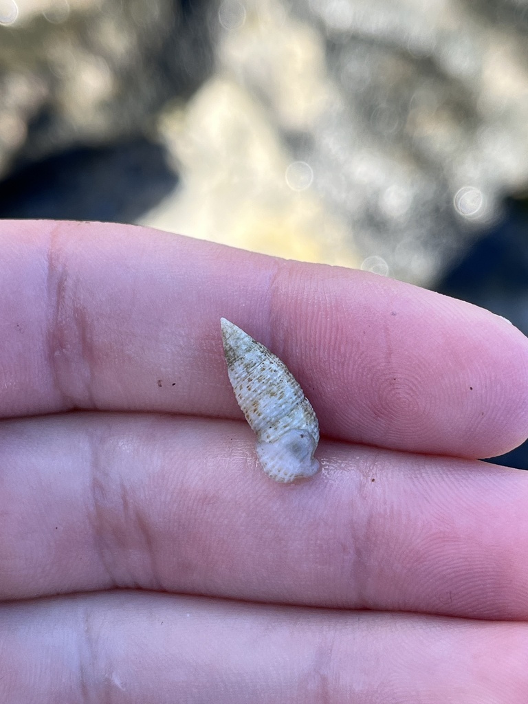Cerithium nesioticum