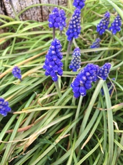 Muscari armeniacum