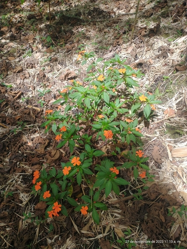 Impatiens hawkeri