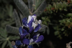 Lupinus mutabilis