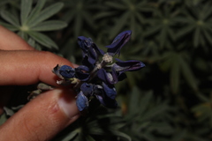 Lupinus mutabilis