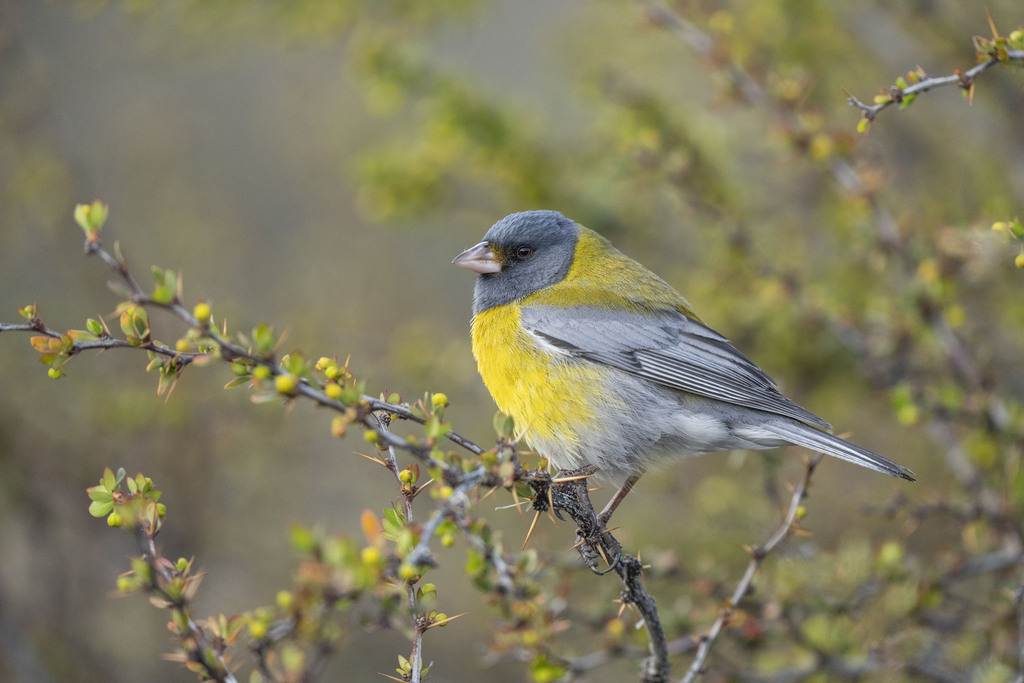Grey-hooded Sierra-finch