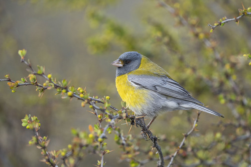 Grey-hooded Sierra-finch