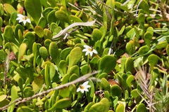 Goodenia radicans, photograph Ben Lyle Bedard, CC BY, iNaturalist via GBIF