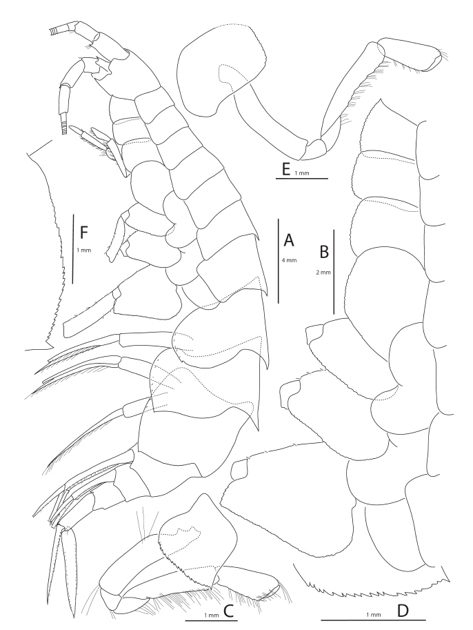 Halirages qvadridentatus