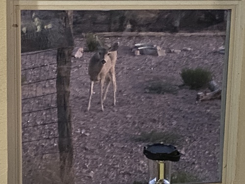Mule Deer