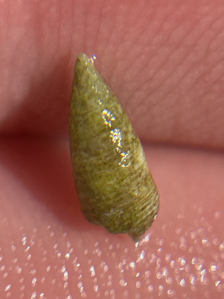 Cerithium nesioticum