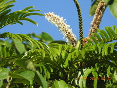 Pentaclethra macroloba