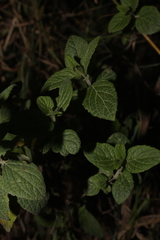 Mentha × piperita