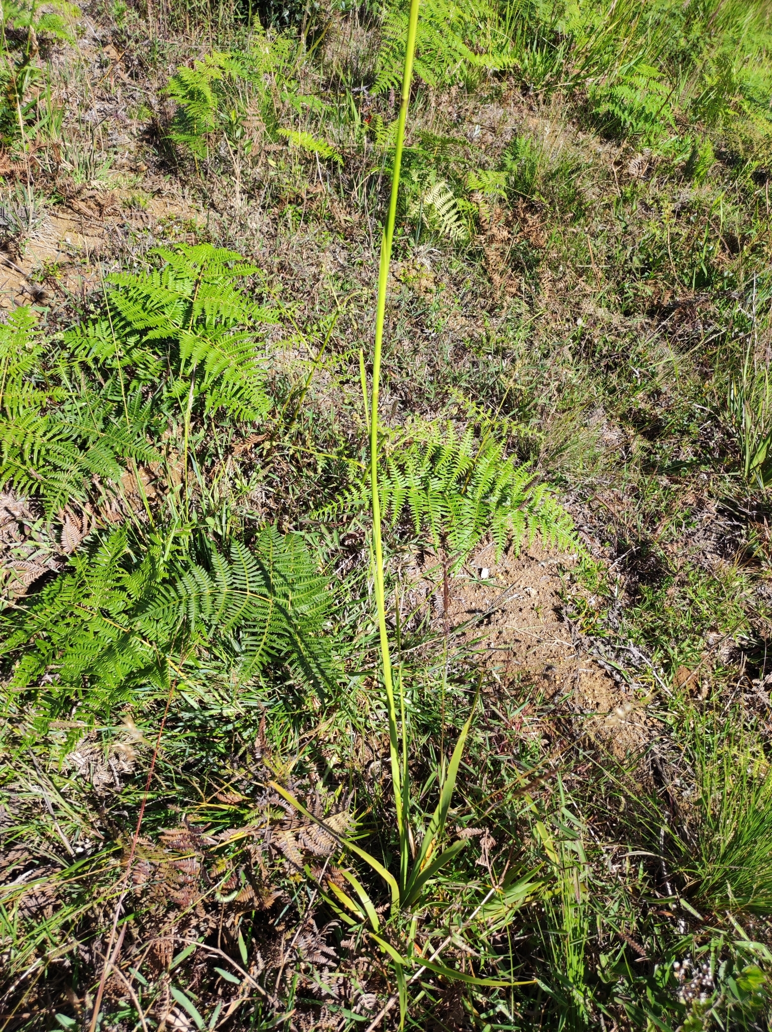 Orthrosanthus chimboracensis image
