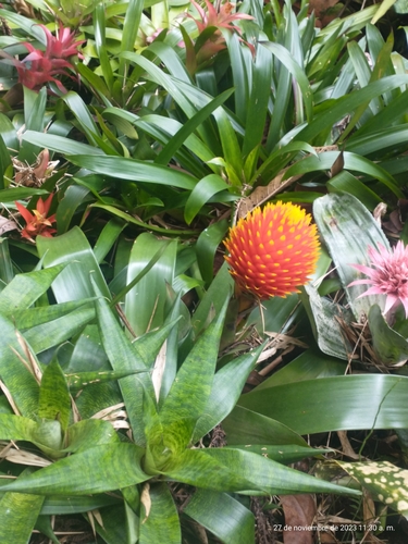 Guzmania conifera, photograph 2