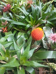 Guzmania conifera, photograph (c) Juan Cruzado Cortés, some rights reserved (CC BY)