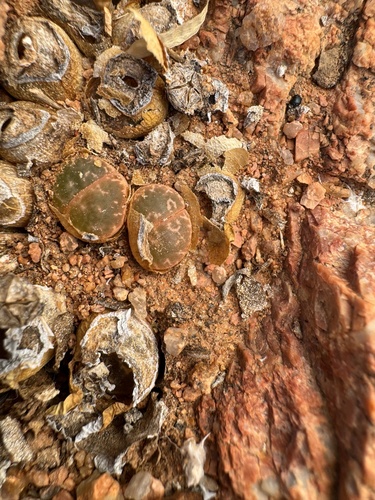 Lithops naureeniae D.T.Cole 4