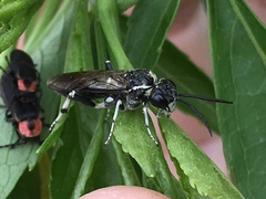 Macrophya